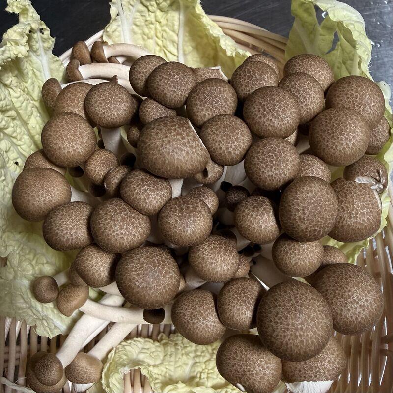 Brown Beech Mushroom