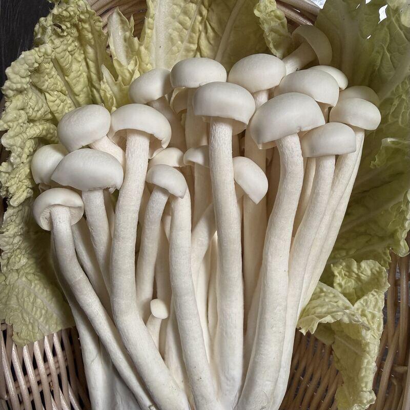 Snow White Mushroom