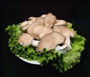 Oyster Mushroom