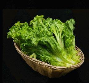 Green Leaf Lettuce